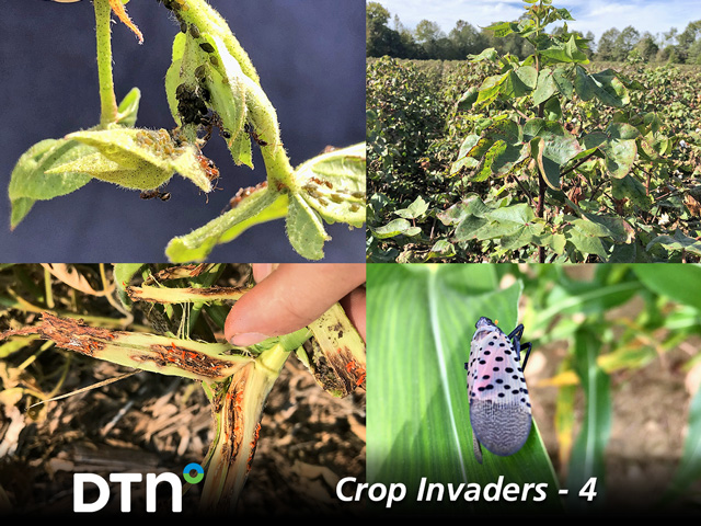 Clockwise from upper left: Cotton leafroll dwarf virus (photo by Tom Allen, MSU); random oversized cotton plants that whip above the canopy are one symptom plants may be infected with CLRDV (photo by Tom Allen, MSU); spotted lanternfly (Pennsylvania Department of Agriculture photo); and gall midge larvae begin as white maggots and turn orange as they mature and devour the inside of soybean stems (photo by Justin McMechan, University of Nebraska).